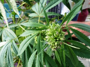 GreenWay-Colorado-Kansas-Affected-by-Colorado-Marijuana-Program