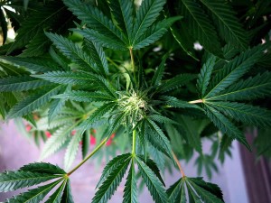GreenWay-Therapeutic-Effect-of-Cannabis-on-Fibromyalgia